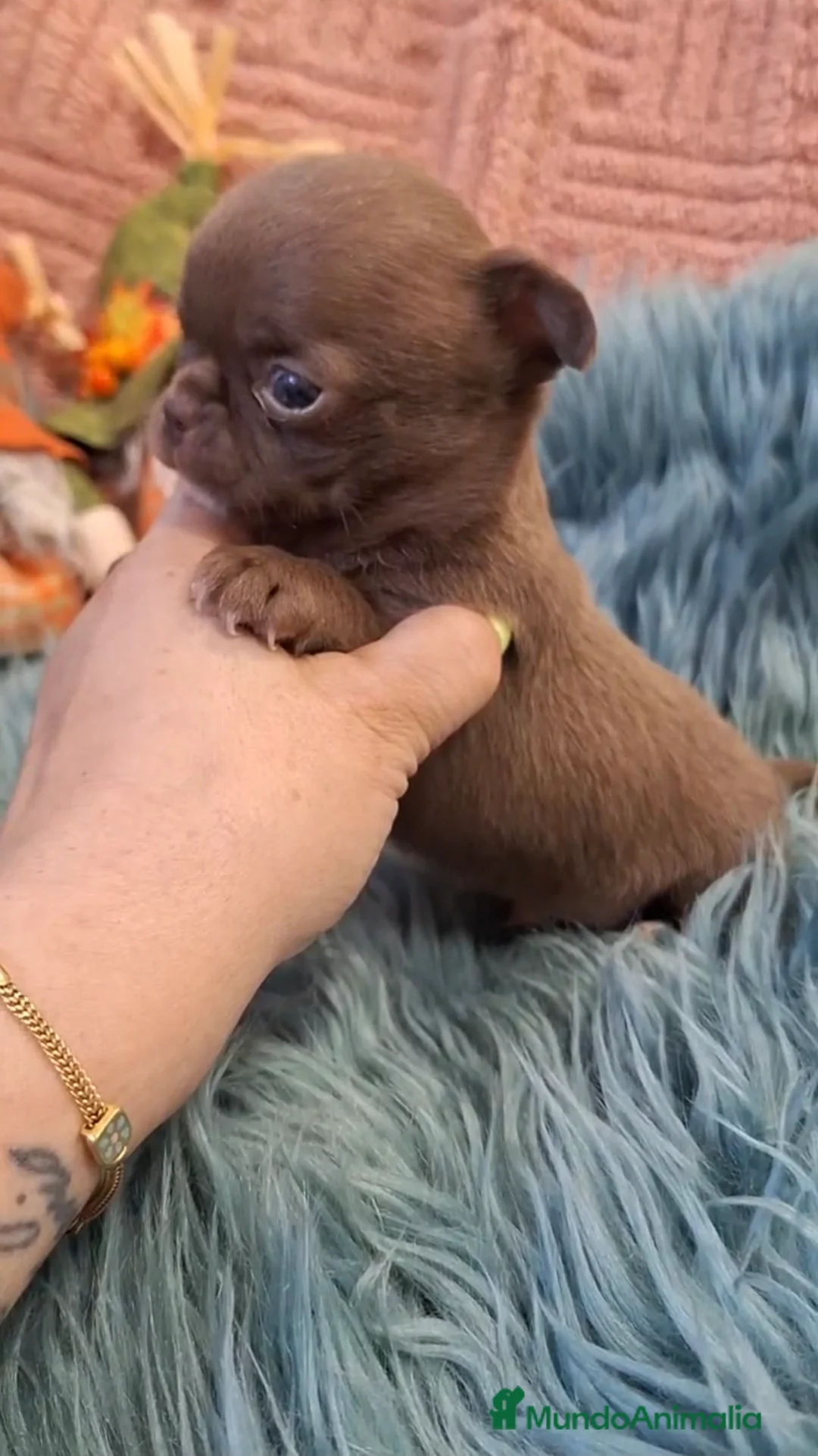Chihuahua perros en venta: Chihuahua mini chocolate - Anuncio 1