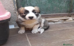 Border Collie perros en venta: BORDER COLLIE SABLE - Imagen 3