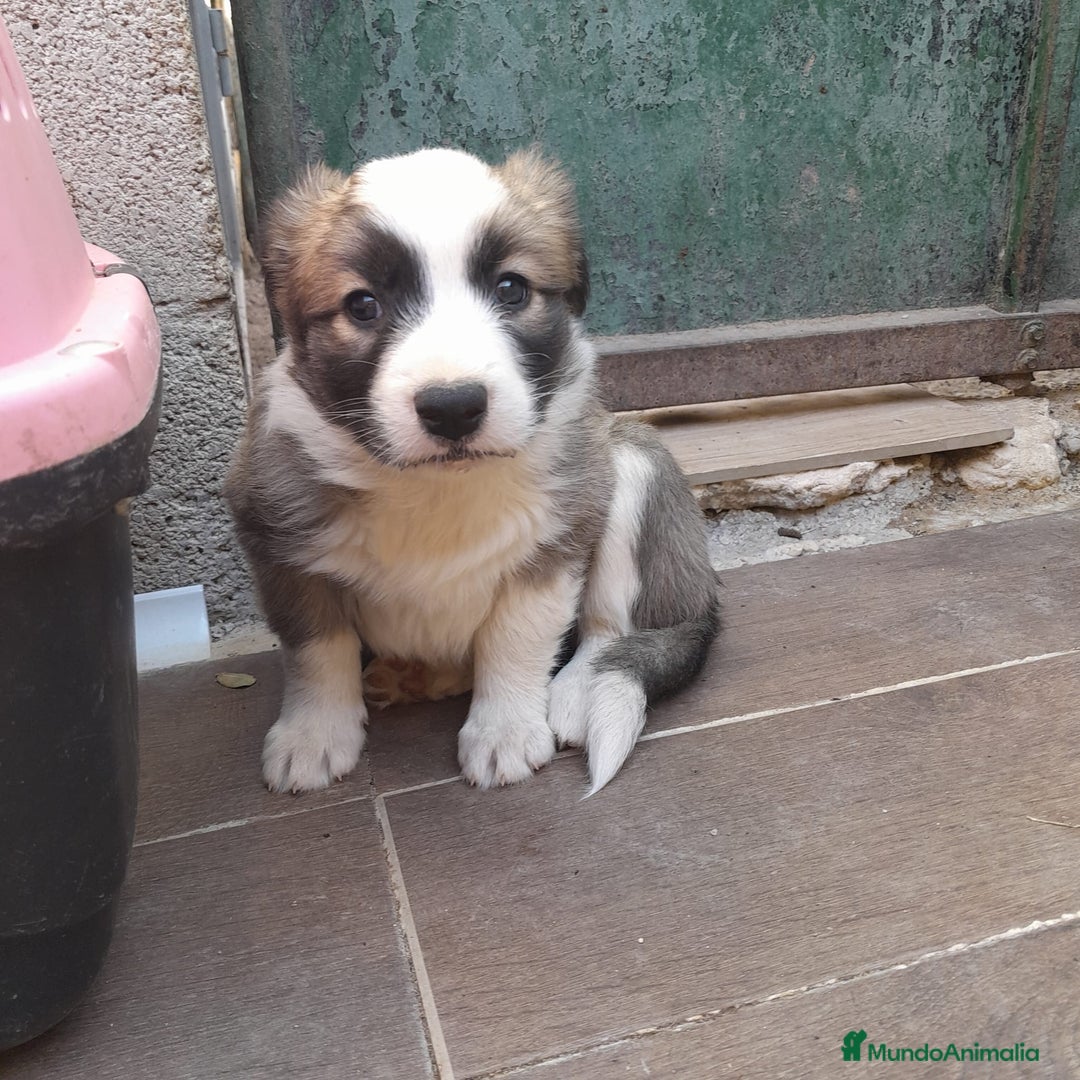 Border Collie perros en venta: BORDER COLLIE SABLE - Imagen 3