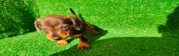 Teckel Miniatura perros en venta: Teckel miniatura  - Anuncio 2