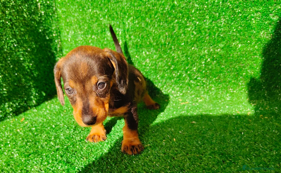 Teckel Miniatura perros en venta: Teckel miniatura  - Anuncio 2