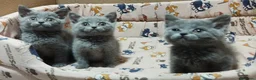 Británico de Pelo Corto gatos en venta: British Shorthair preciosos - Anuncio 4