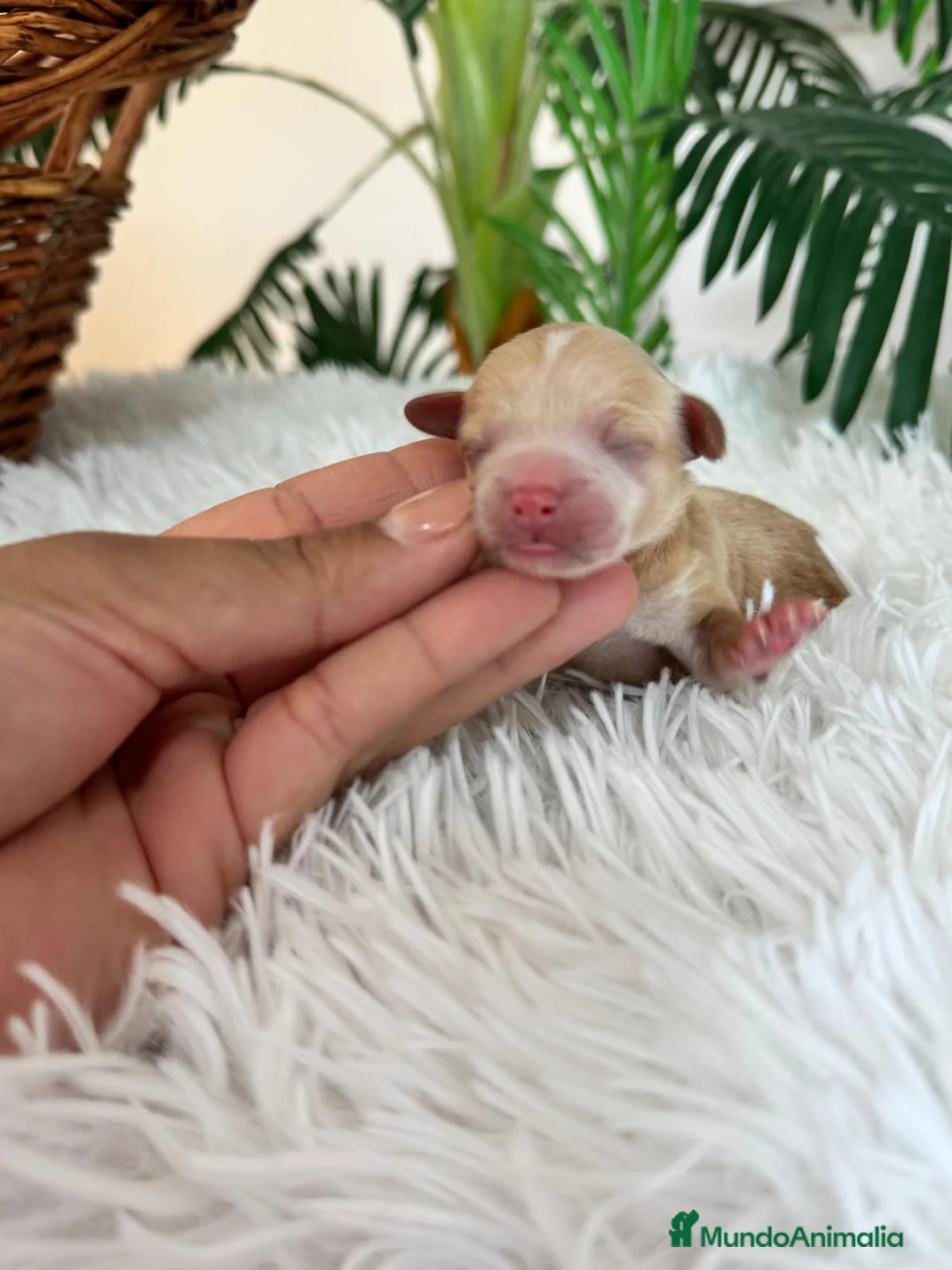 Maltipoo perros en venta: MALTIPO MACHO - Anuncio 12