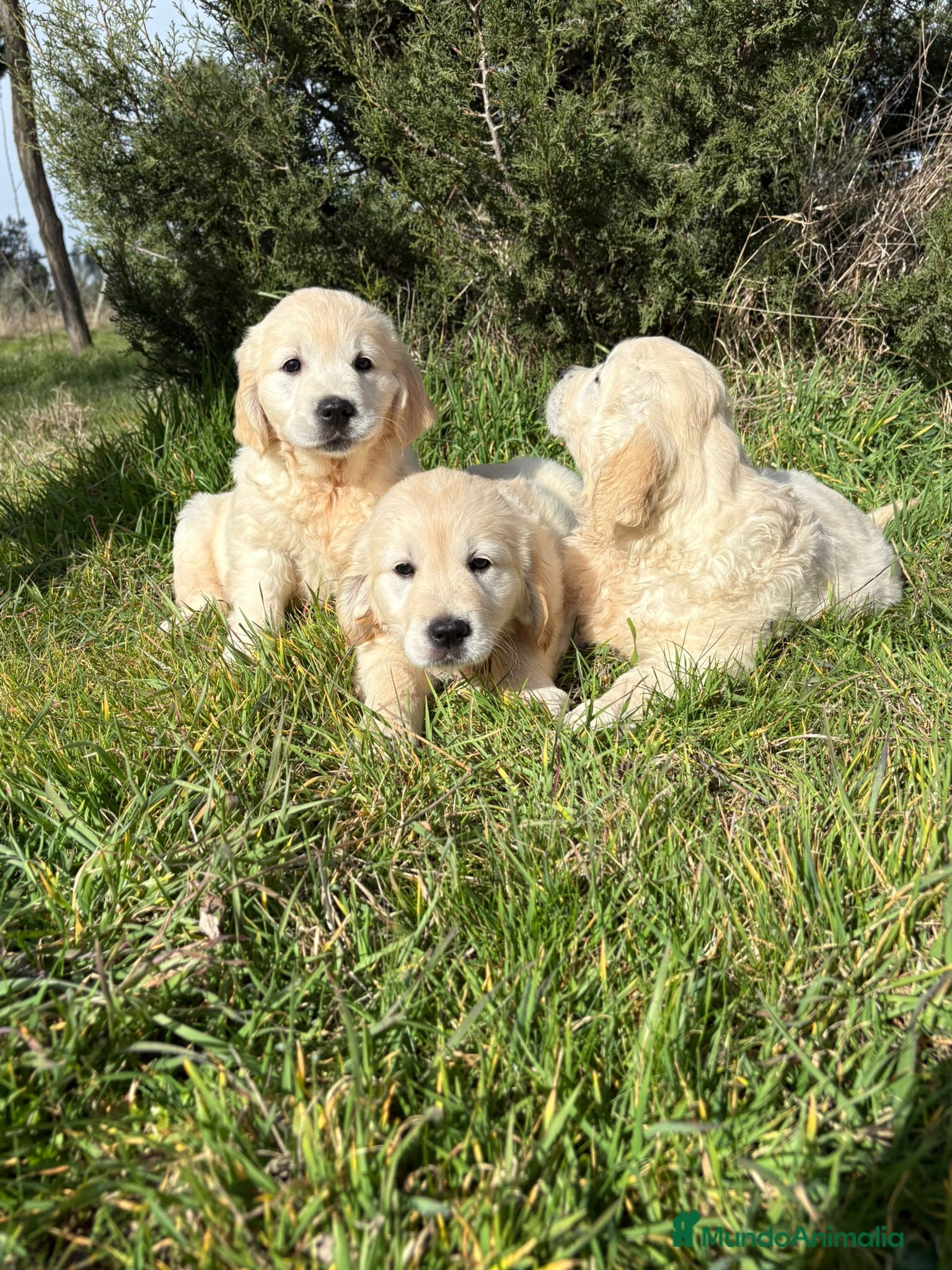 Golden Retriever perros Golden Retriever  - Anuncio 11