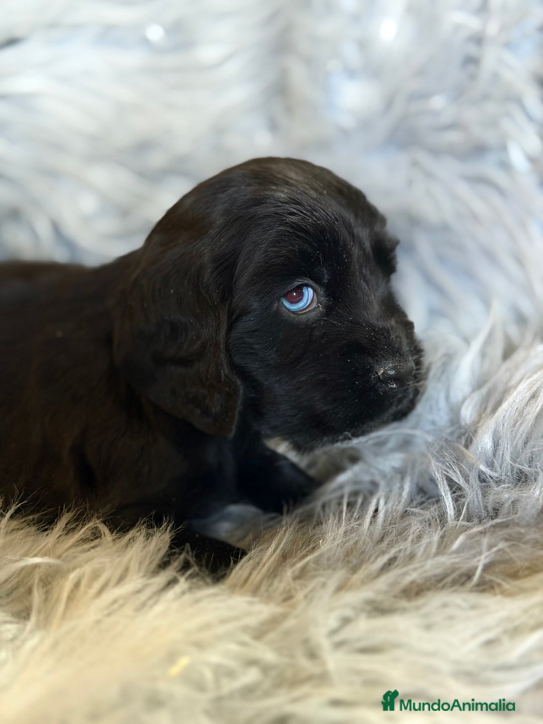 Cocker Spaniel Inglés perros en venta: Cocker inglés negro  - Anuncio 9