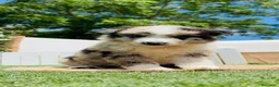 Border Collie perros en venta: BORDER COLLIE 🎀 - Anuncio 8