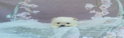 Pomerania perros en venta: PRECIOSO CACHORITO DE POMERANIA TOY  - Anuncio 24