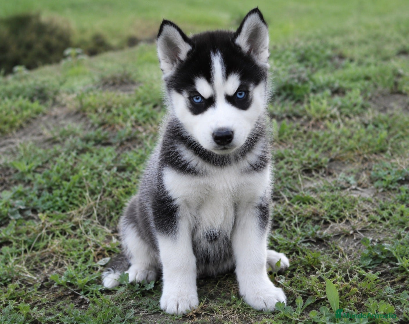 Husky Siberiano perros Husky - Anuncio 2