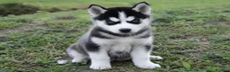 Husky Siberiano perros en venta: Husky - Anuncio 1