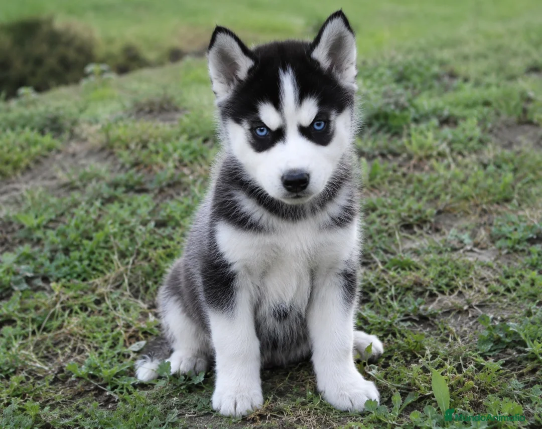 Husky Siberiano perros en venta: Husky - Anuncio 1
