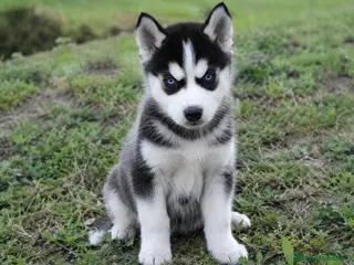 Husky Siberiano perros Husky - Anuncio 2