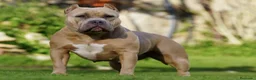 American Bully perros en venta: Preciosos Cachorros de American Bully en Cantabria - Anuncio 1
