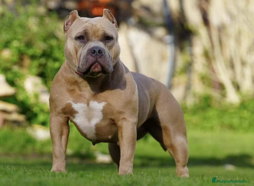 American Bully perros en venta: Preciosos Cachorros de American Bully en Cantabria - Anuncio 1