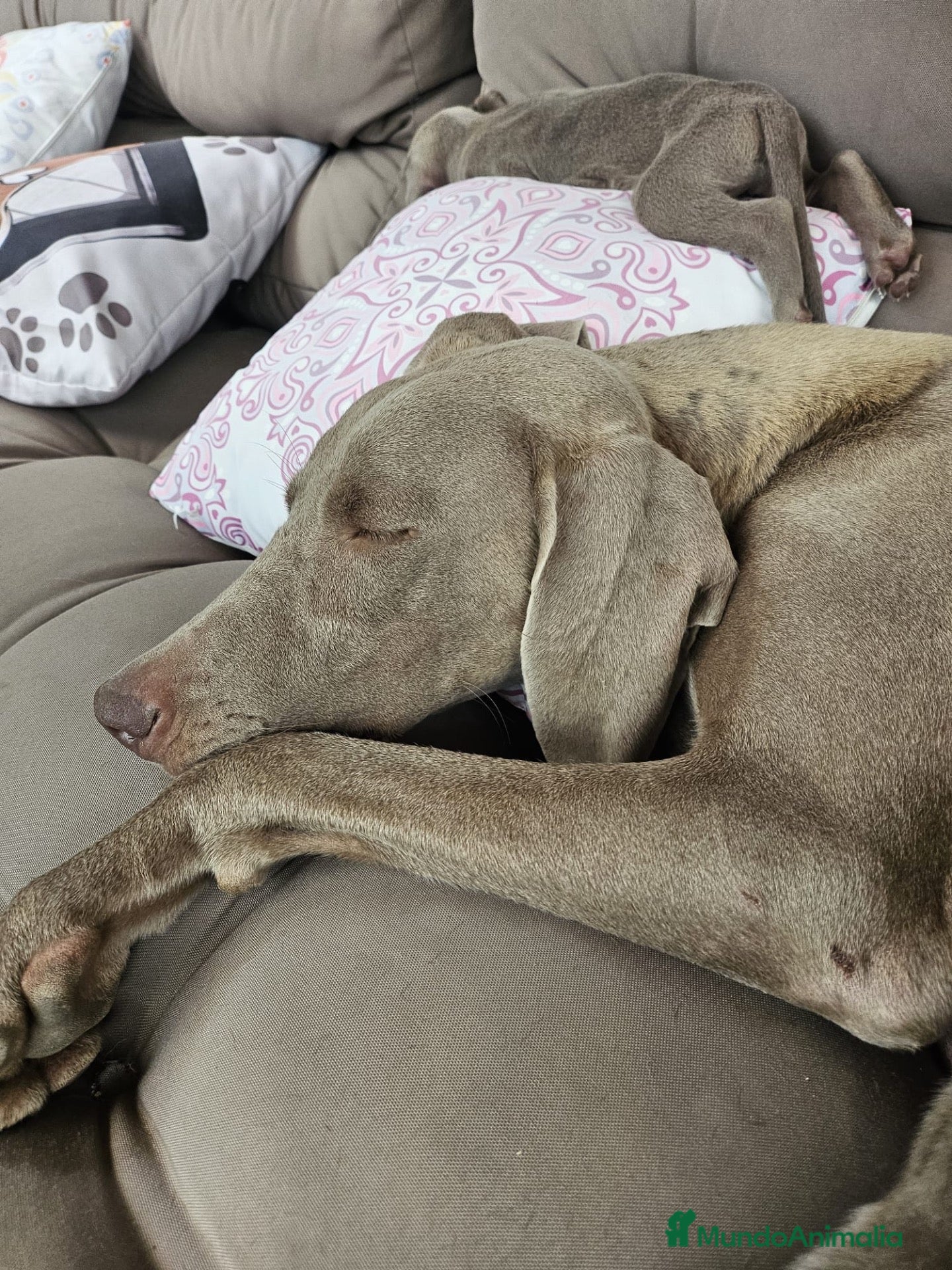 Weimaraner perros WEIMARANER - Anuncio 1