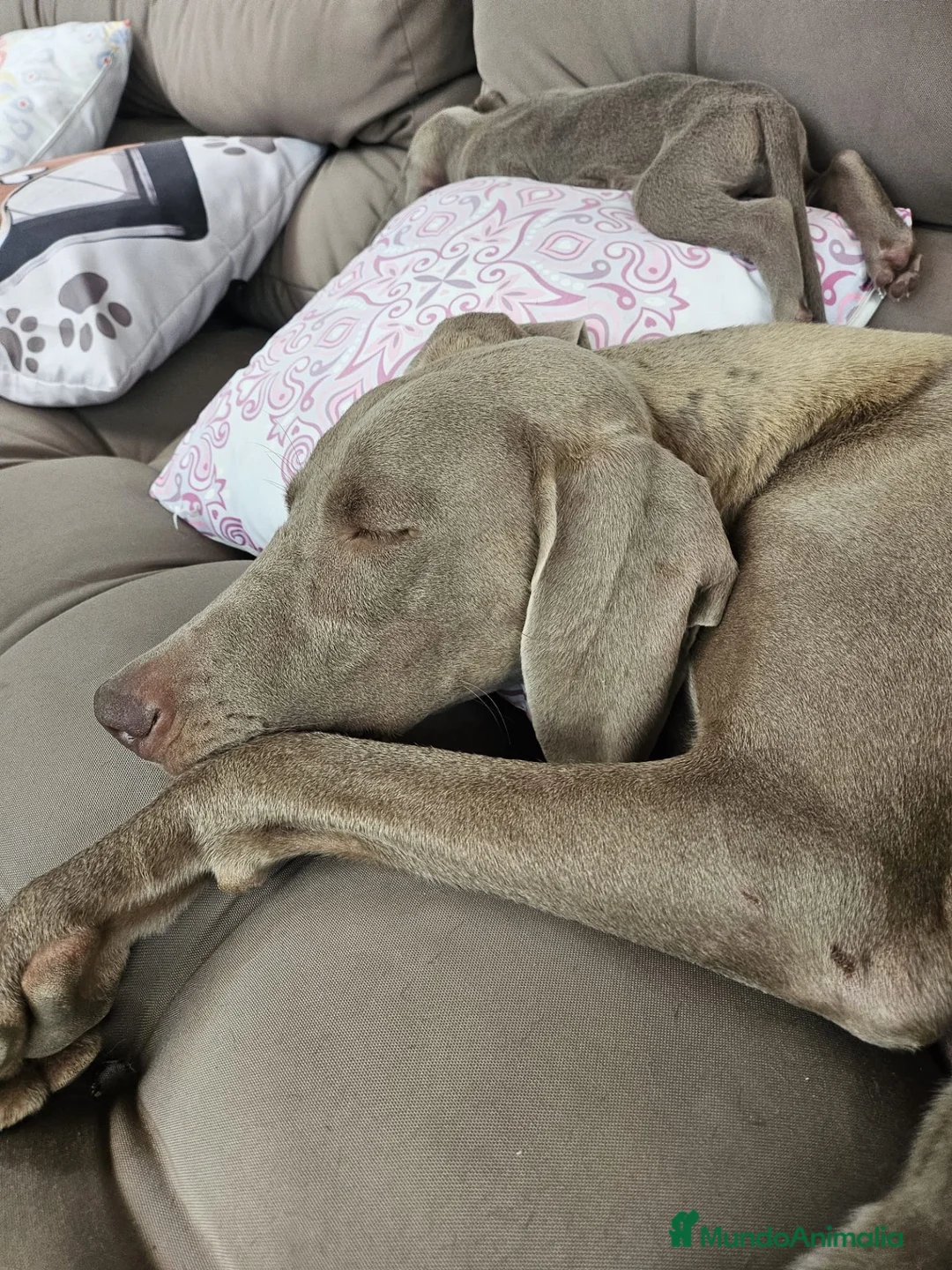 Weimaraner perros en venta: WEIMARANER - Anuncio 1