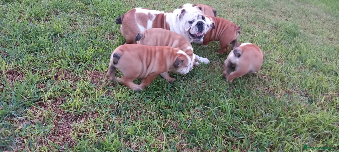 Imagen de galería {{count}}