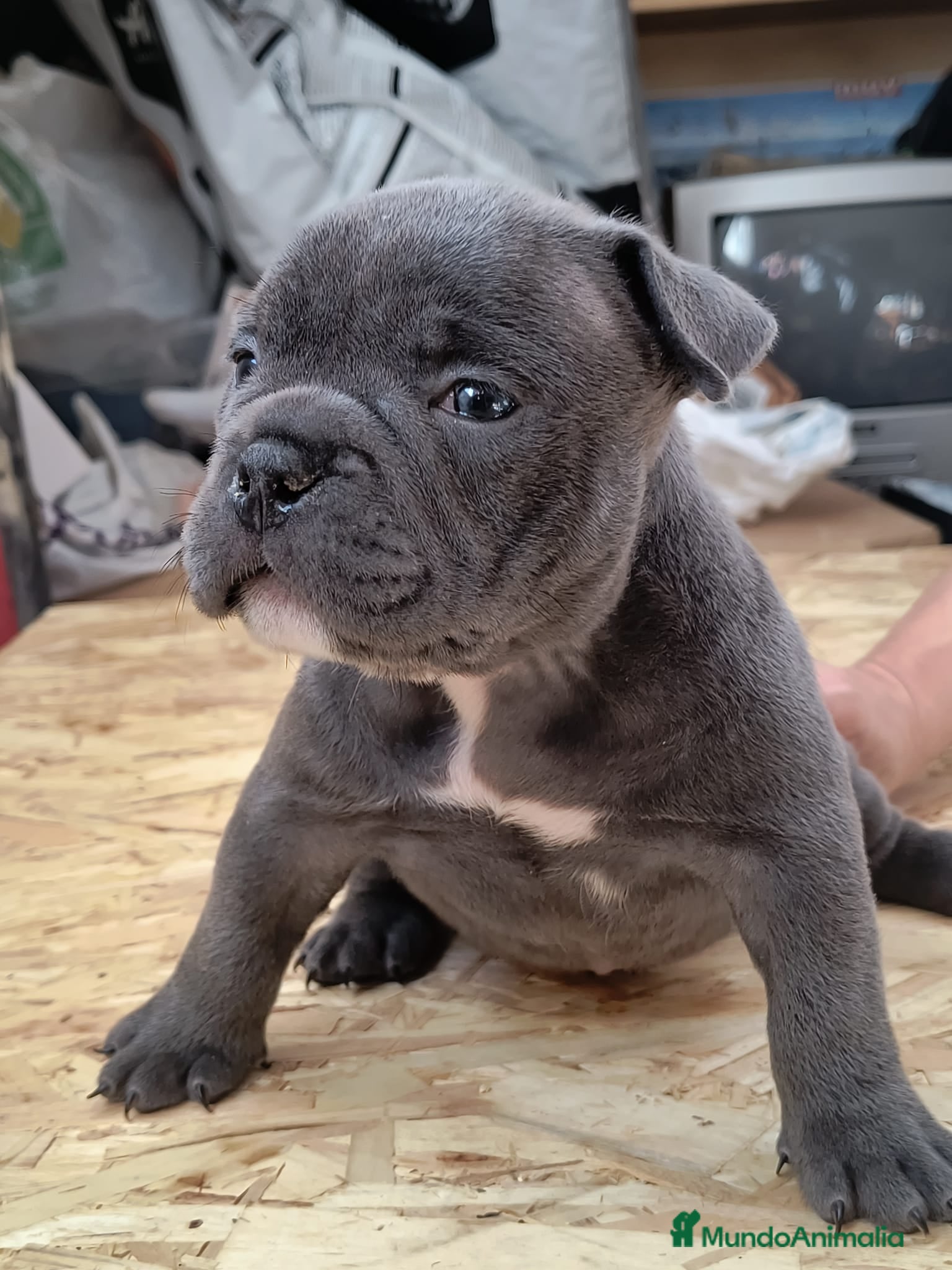 American Bully perros American bully exotic  - Anuncio 23