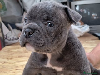 American Bully perros American bully exotic - Anuncio 23