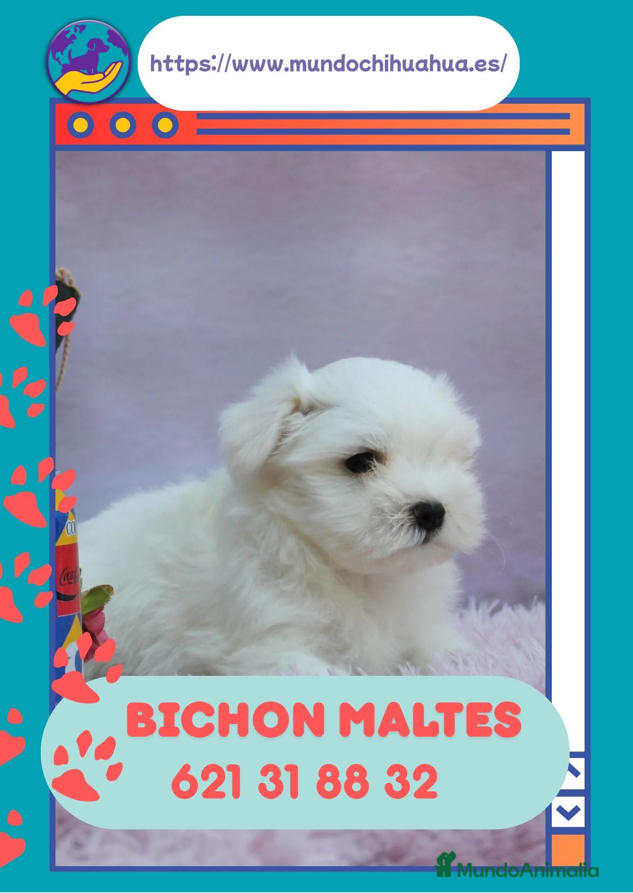 Bichón Maltés perros Bichón maltés enano disponibles  - Anuncio 4
