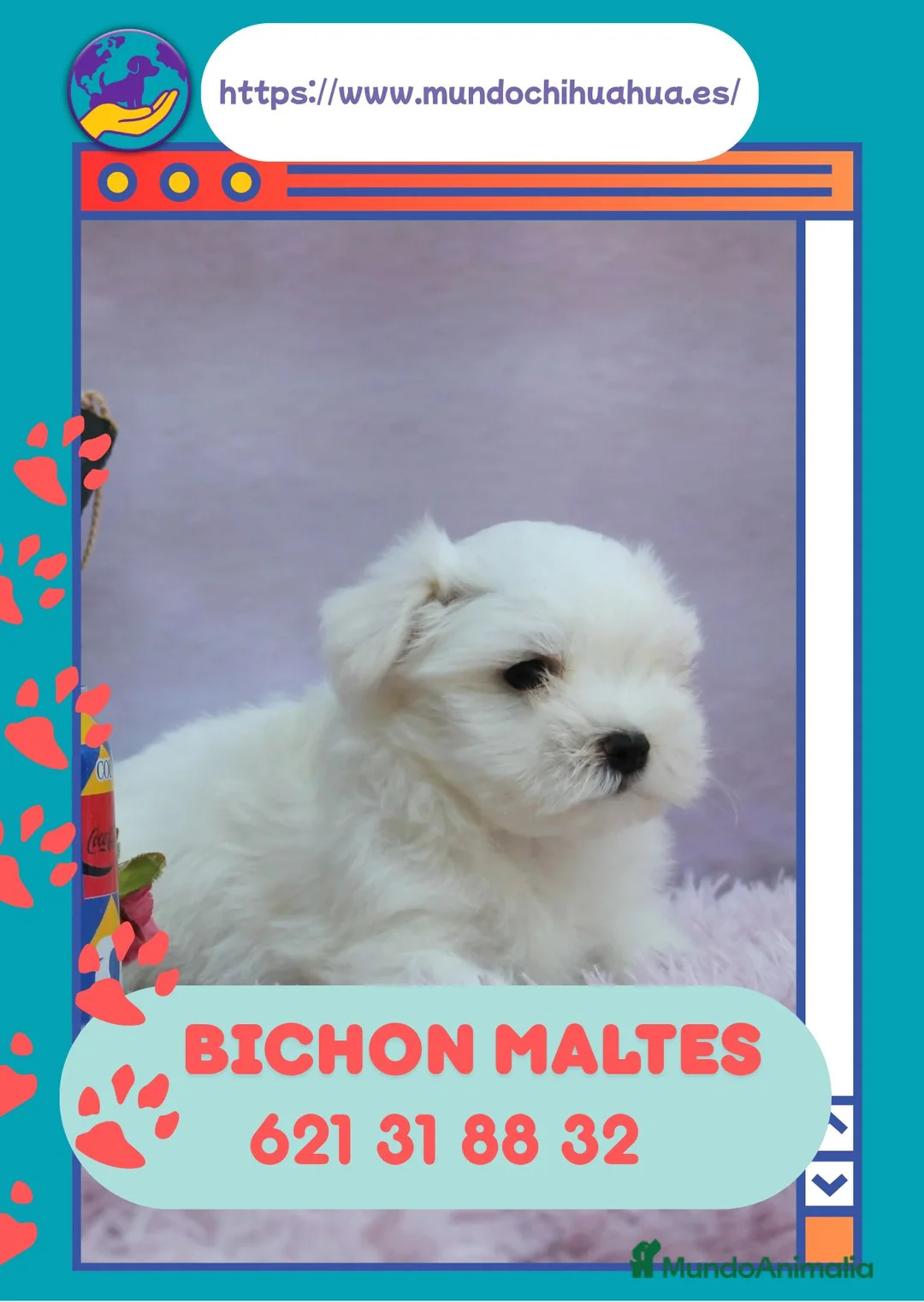 Bichón Maltés perros en venta: Bichón maltés enano disponibles  - Anuncio 1
