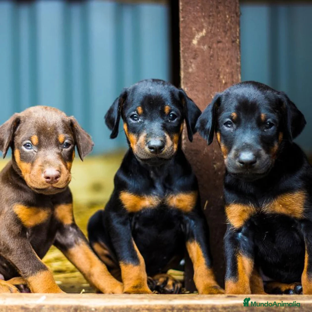 Dobermann perros en venta: DOBERMAN CACHORROS DE LINEA ALEMANA - Anuncio 1