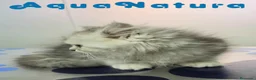 Persa gatos en venta: Persa Chinchilla Macho 6793 AQUANATURA - Anuncio 4
