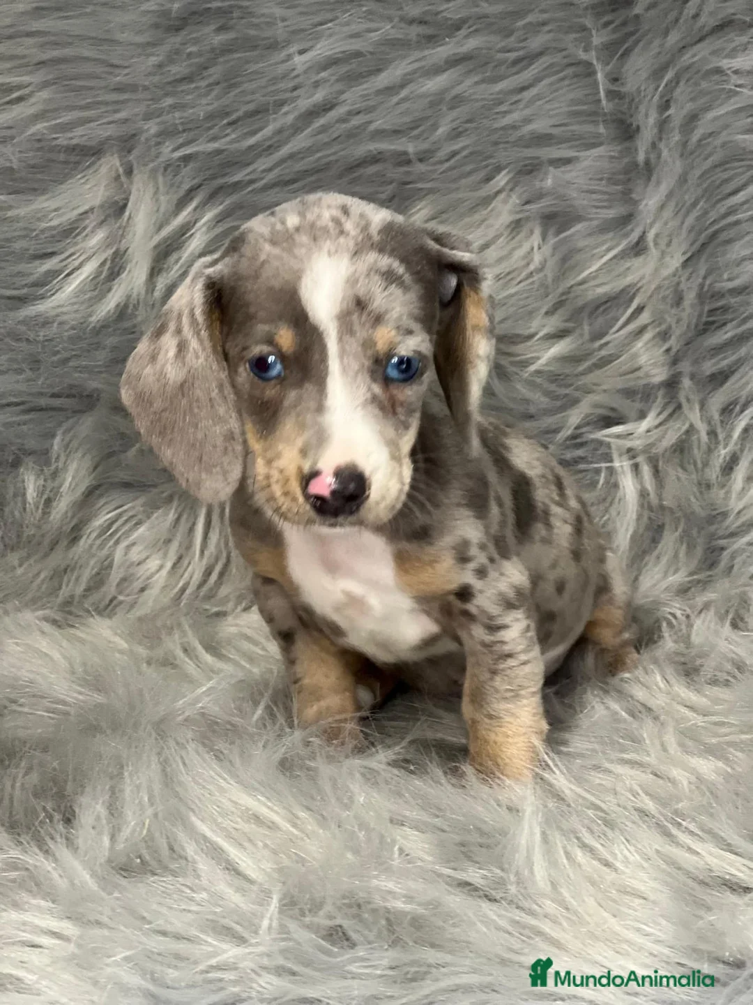 Teckel Miniatura perros en venta: TECKEL MINIATURA EXÓTICO OJOS AZULES en Barcelona - Anuncio 1