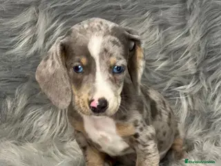 Teckel Miniatura perros TECKEL MINIATURA EXÓTICO OJOS AZULES en Barcelona - Anuncio 22