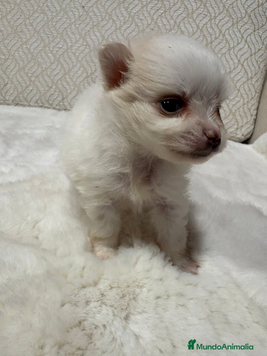Pomerania perros en venta: Lulu Pomerania Toy hembra naranja blanca  - Anuncio 18