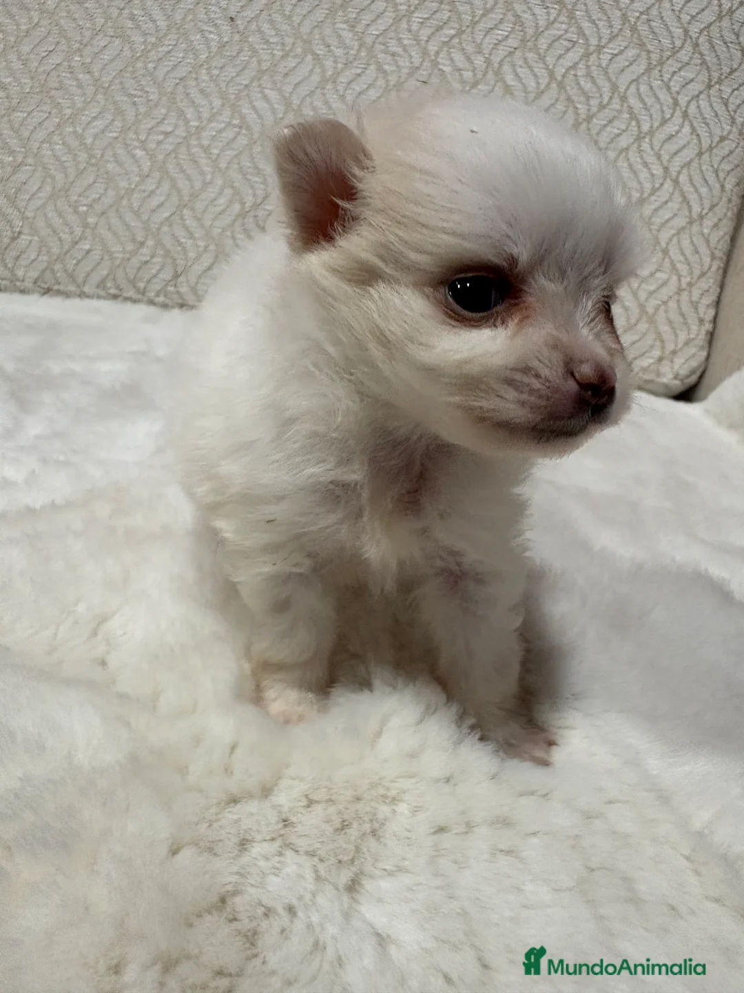 Pomerania perros en venta: Lulu Pomerania Toy hembra naranja blanca  - Anuncio 18