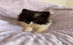 Pomerania perros en venta: Pomerania MICRO TOY  - Imagen 7