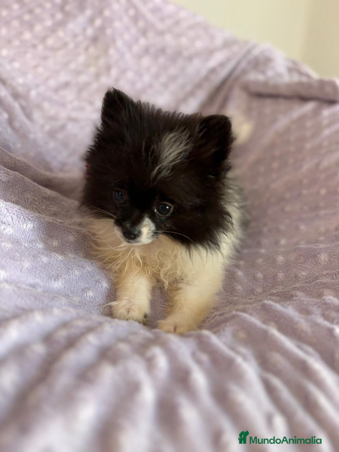 Pomerania perros en venta: Pomerania MICRO TOY  - Imagen 7