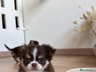 Chihuahua perros CAMADA DE CHIHUAHUA PELO LARGO - Anuncio 6