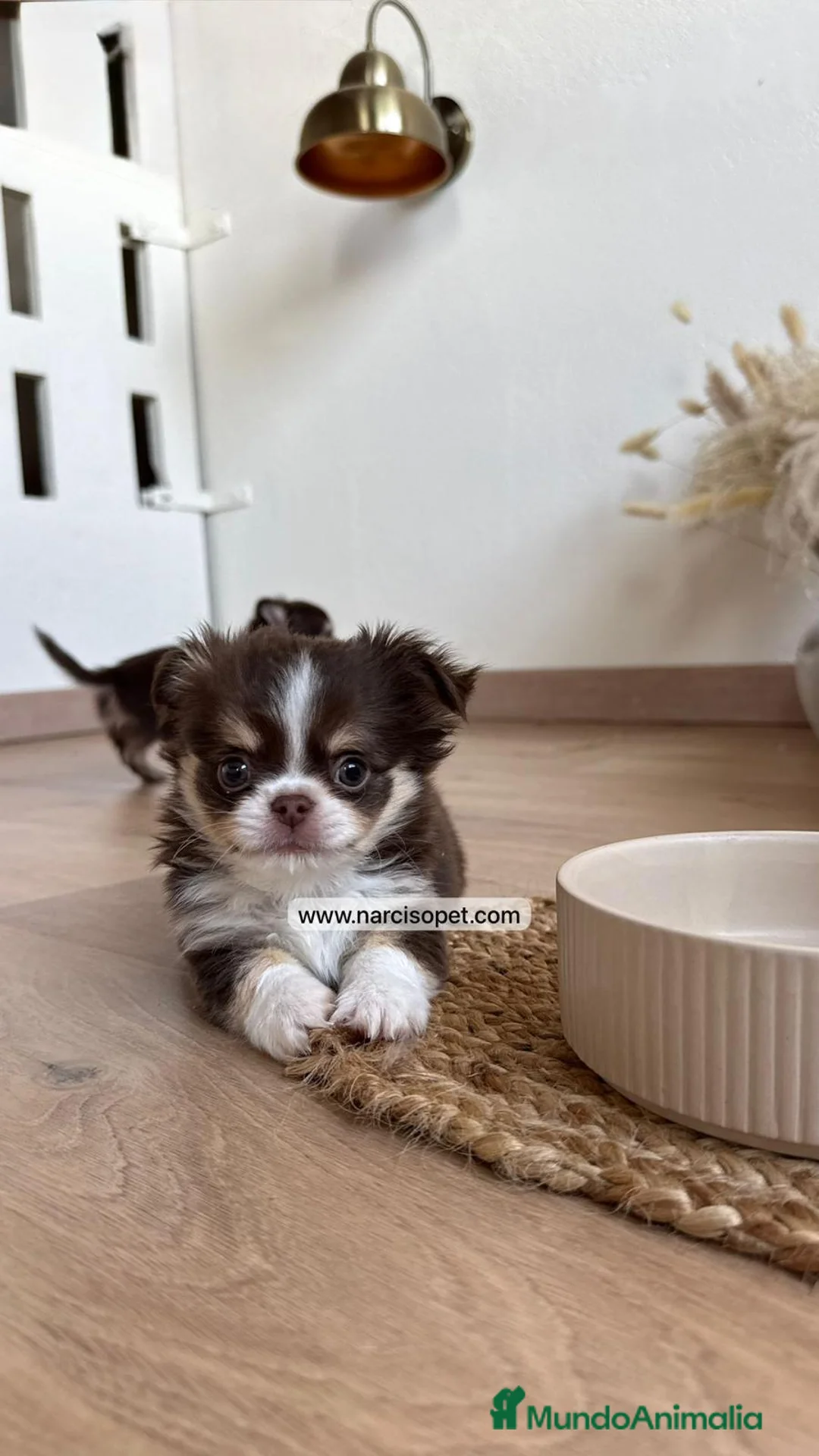 Chihuahua perros en venta: CAMADA DE CHIHUAHUA PELO LARGO - Anuncio 1