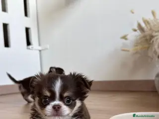 Chihuahua perros CAMADA DE CHIHUAHUA PELO LARGO - Anuncio 14