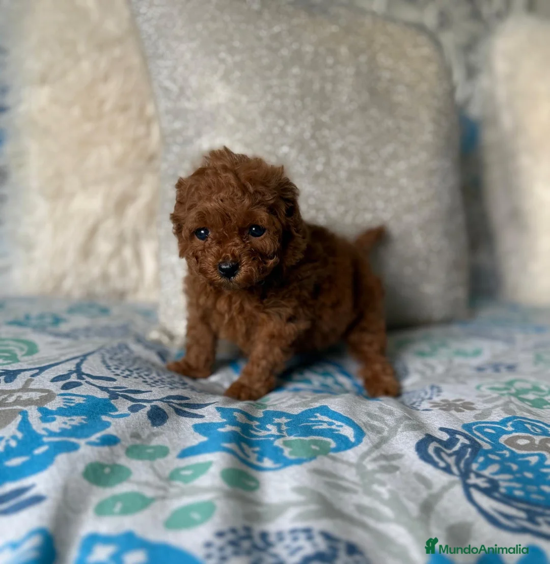 Caniche Toy perros en venta: Caniche tea cup disponible  - Anuncio 1