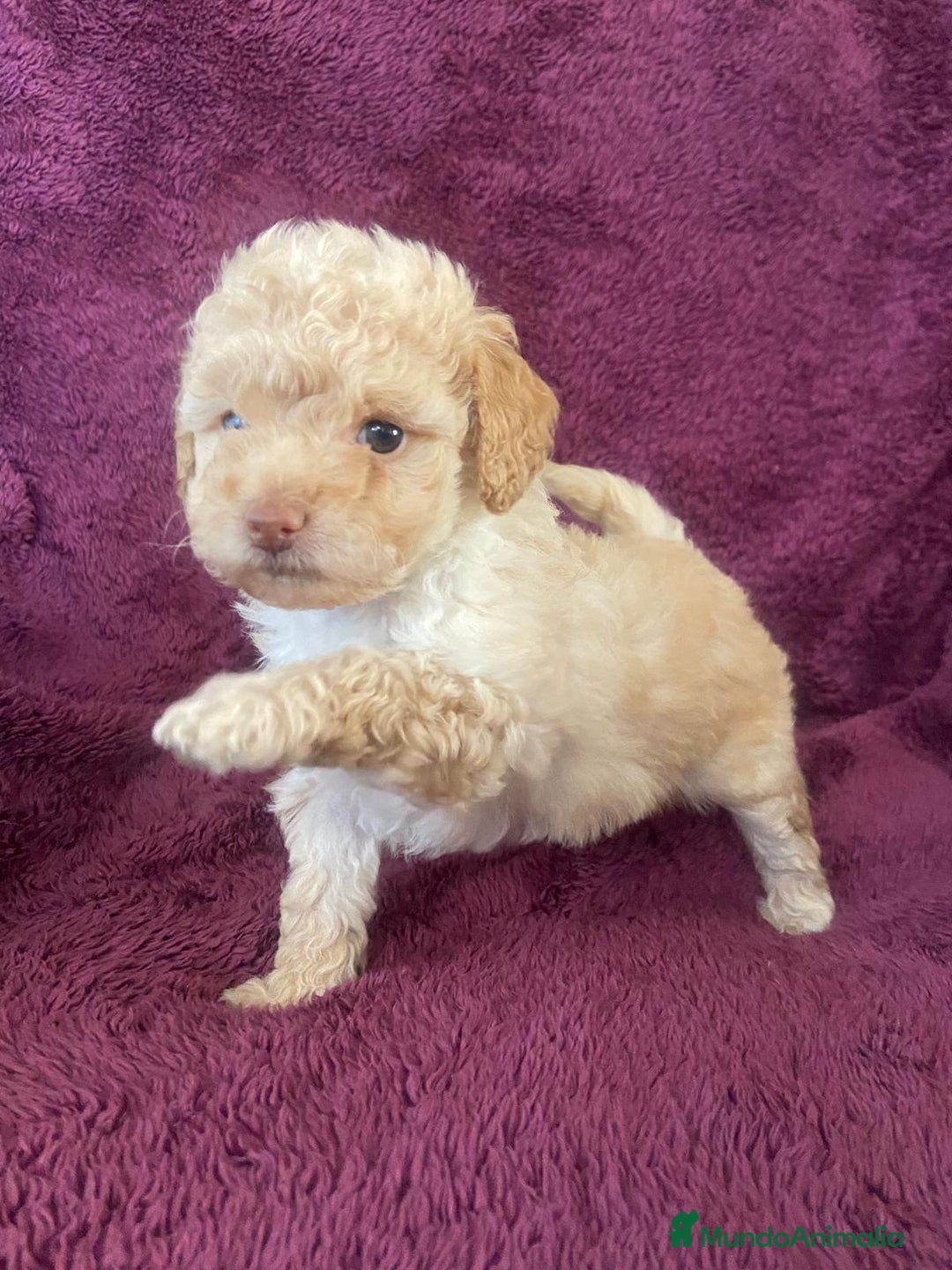 Caniche Toy perros en venta: 2 hembritas de caniche toy  - Anuncio 2