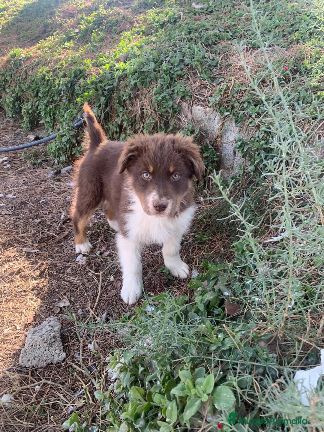 Pastor Australiano perros en venta: PASTOR AUSTRALIANO - Anuncio 8