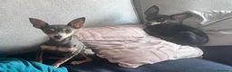 Ratón de Praga perros en venta: Auténtico Ratón de Praga miniaturas - Anuncio 2