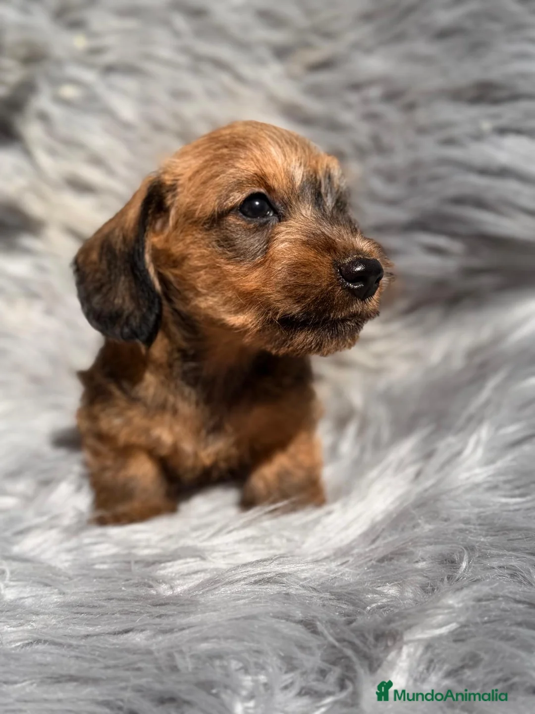 Teckel Miniatura perros en venta: TEKEL KANICHEN PELO DURO - Anuncio 1