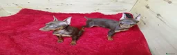 Pinscher Miniatura perros en venta: Pinscher miniatura cachorros !!  - Anuncio 3