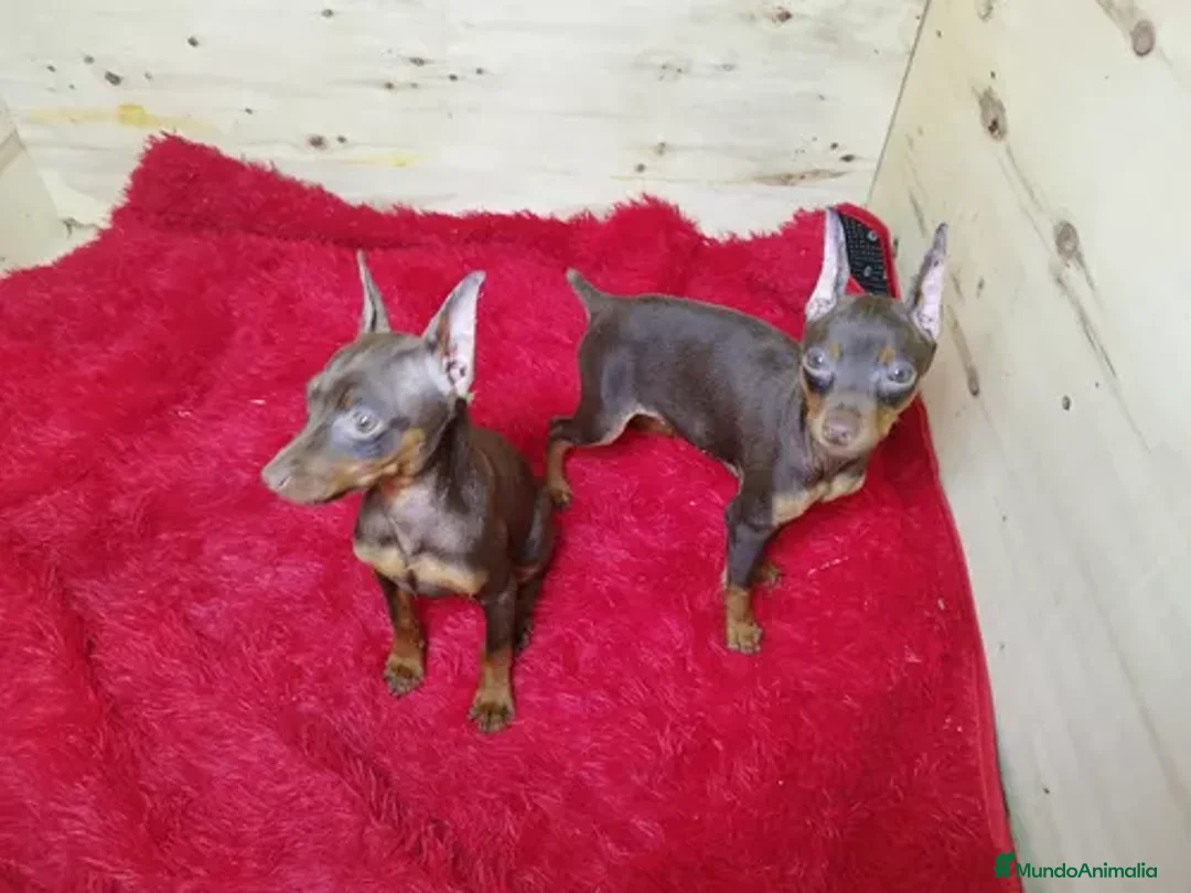 Pinscher Miniatura perros en venta: Pinscher miniatura cachorros !!  - Anuncio 3