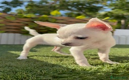 Chihuahua perros en venta: CHIHUAHUA HEMBRA BLANCA - Imagen 2