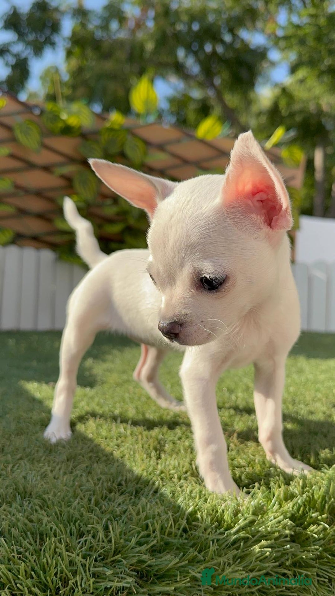 Chihuahua perros en venta: CHIHUAHUA HEMBRA BLANCA - Imagen 2