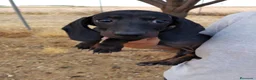 Teckel Miniatura perros en venta: Camada de teckel mini - Anuncio 9