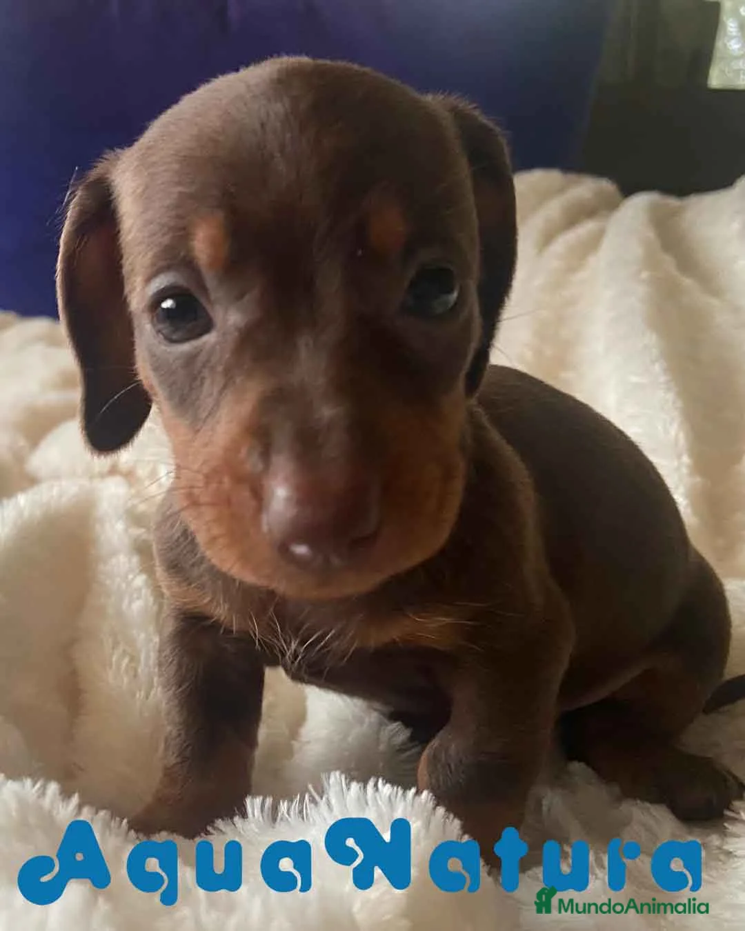 Teckel Miniatura perros en venta:  Teckel Macho de Kily y Tilo 1884 AQUANATURA en Barcelona - Anuncio 9