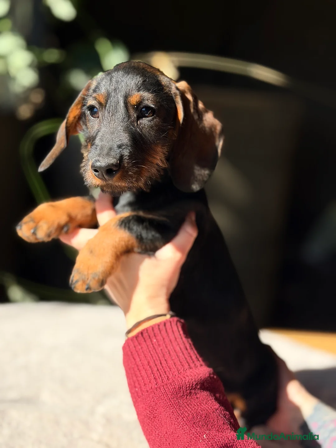 Teckel Miniatura perros en venta: Teckel jabalí macho  - Anuncio 4