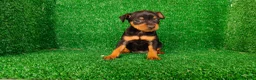 Pinscher Miniatura perros en venta: Pincher miniatura  - Anuncio 6