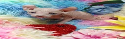 Sphynx gatos en venta: SPHYNX  en Madrid - Anuncio 6