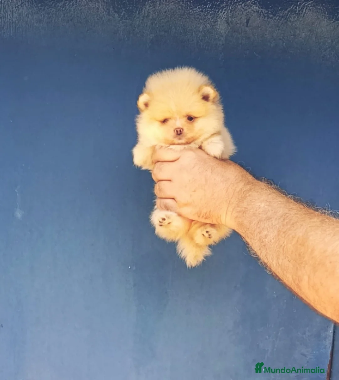 Pomerania perros en venta: Pomerania ositos toy hembras‼️ - Anuncio 6
